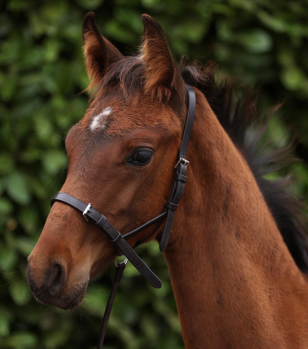 Premier Equine Standard Foal Slip 5/8" - Dark Havana - Nags Essentials