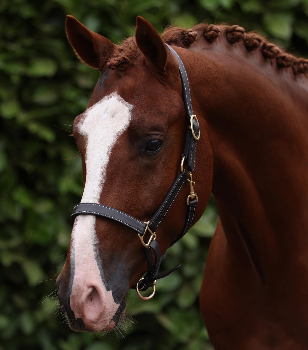Premier Equine Traditional Leather Headcollar - Nags Essentials