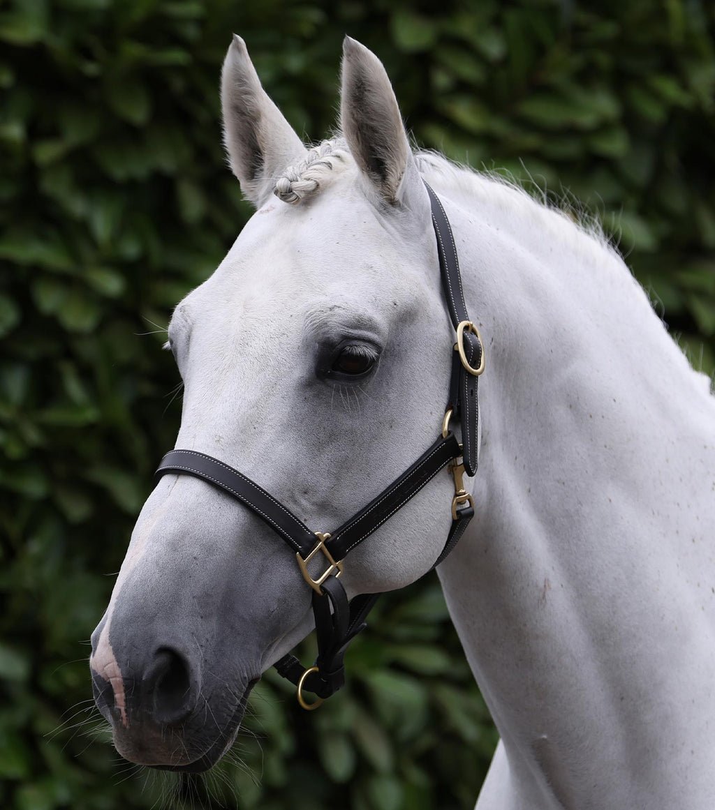 Premier Equine Traditional Leather Headcollar - Nags Essentials