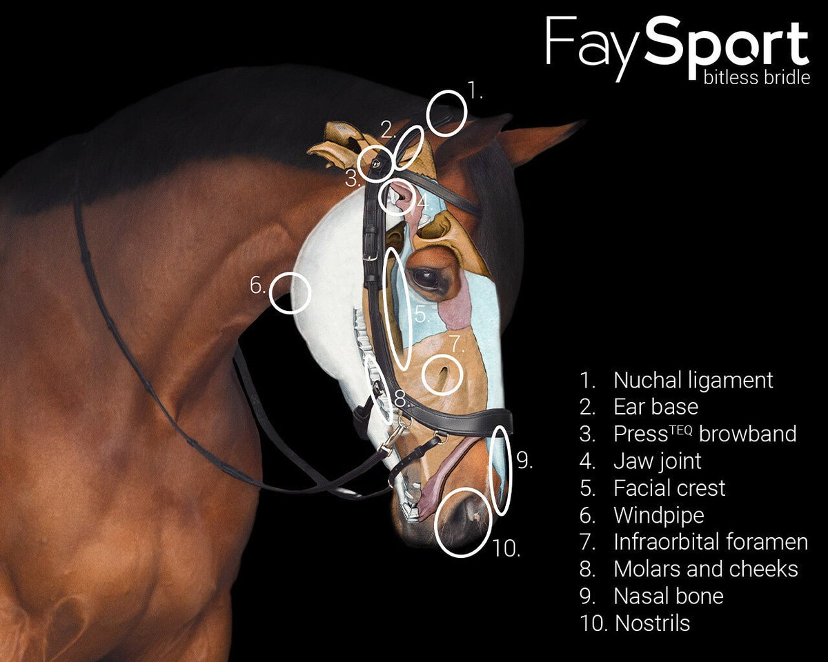 PresTeq FaySport Bitless Bridle - Nags Essentials