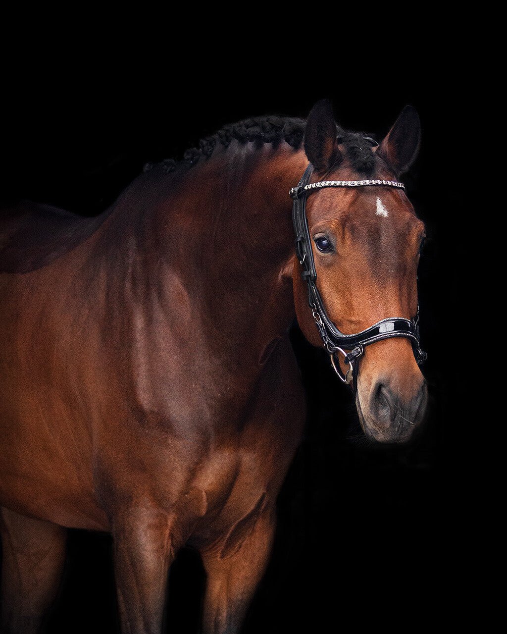 PresTeq FaySport Glitter Bridle - Nags Essentials