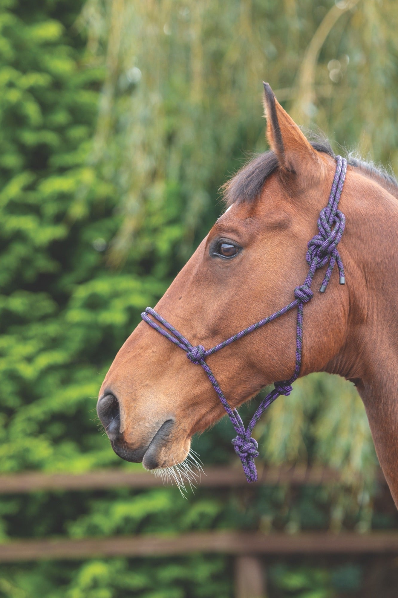 Rope Control Headcollar - Nags Essentials