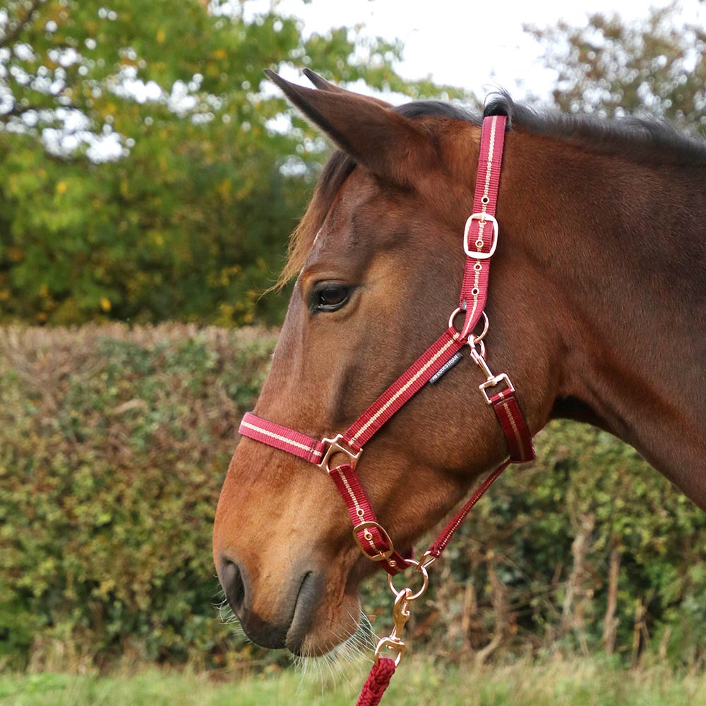 Rose Glitter Head Collar & Lead Rope Set - Nags Essentials