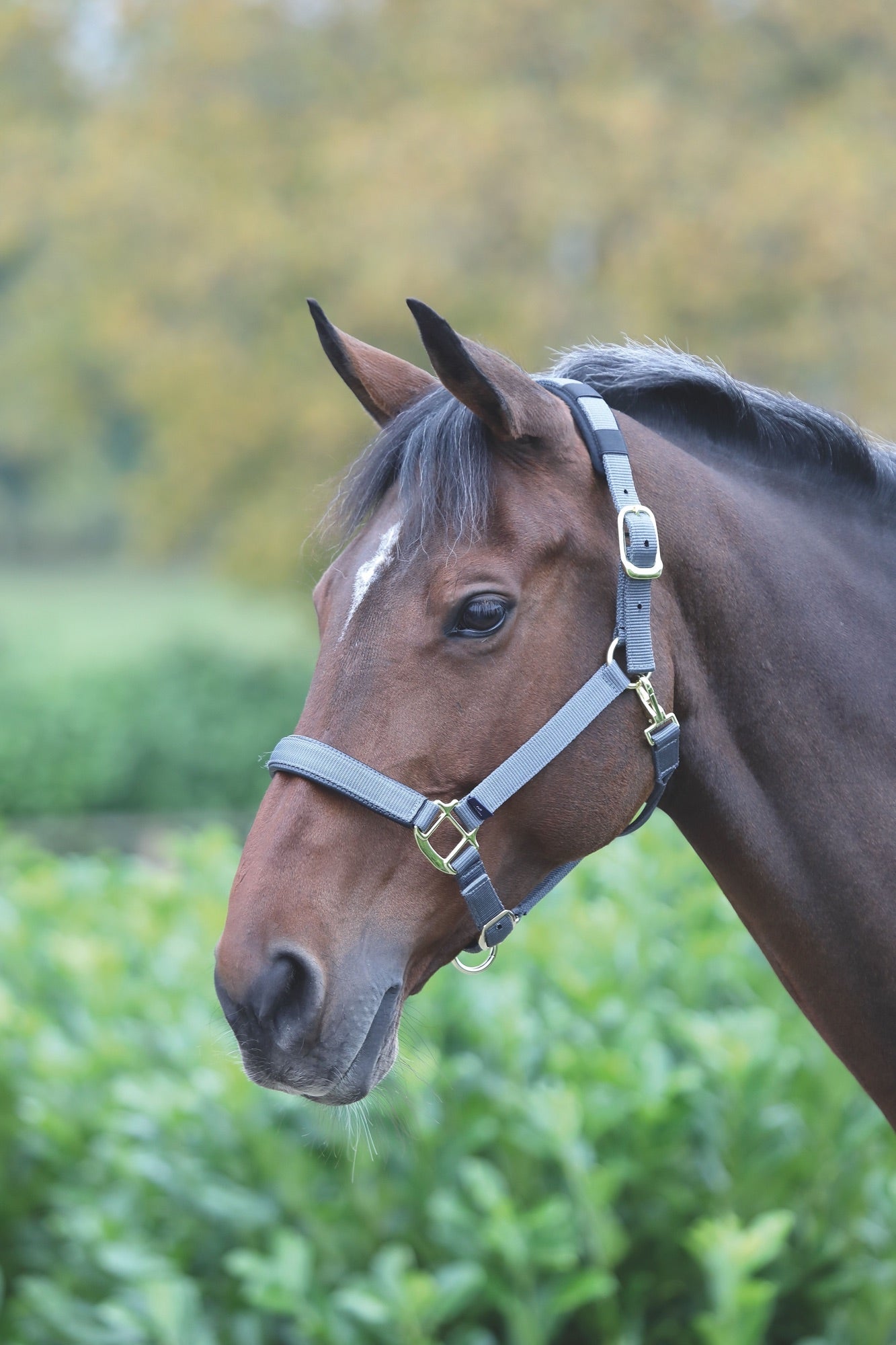 Topaz Nylon Headcollar - Nags Essentials