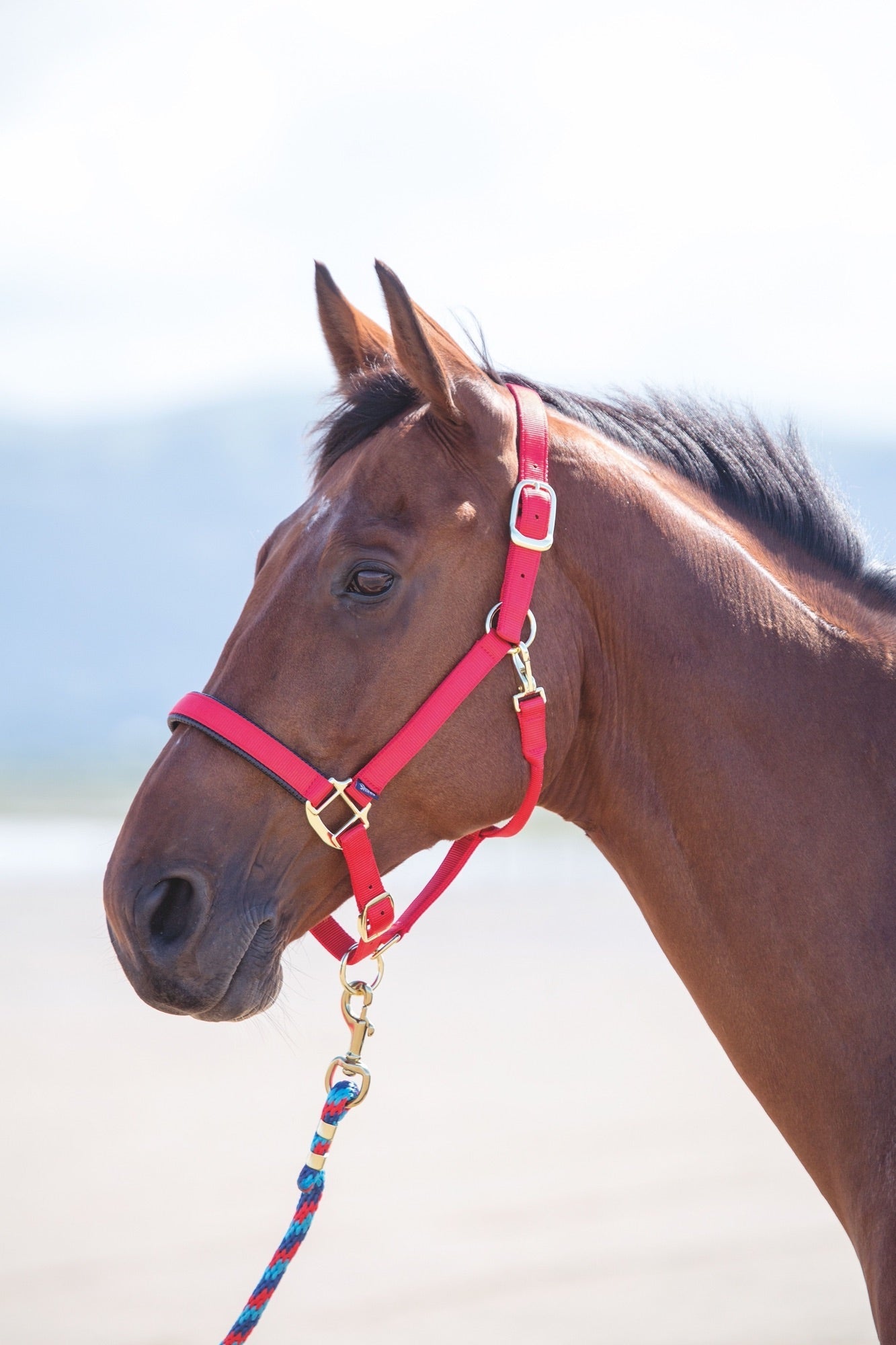 Topaz Nylon Headcollar - Nags Essentials