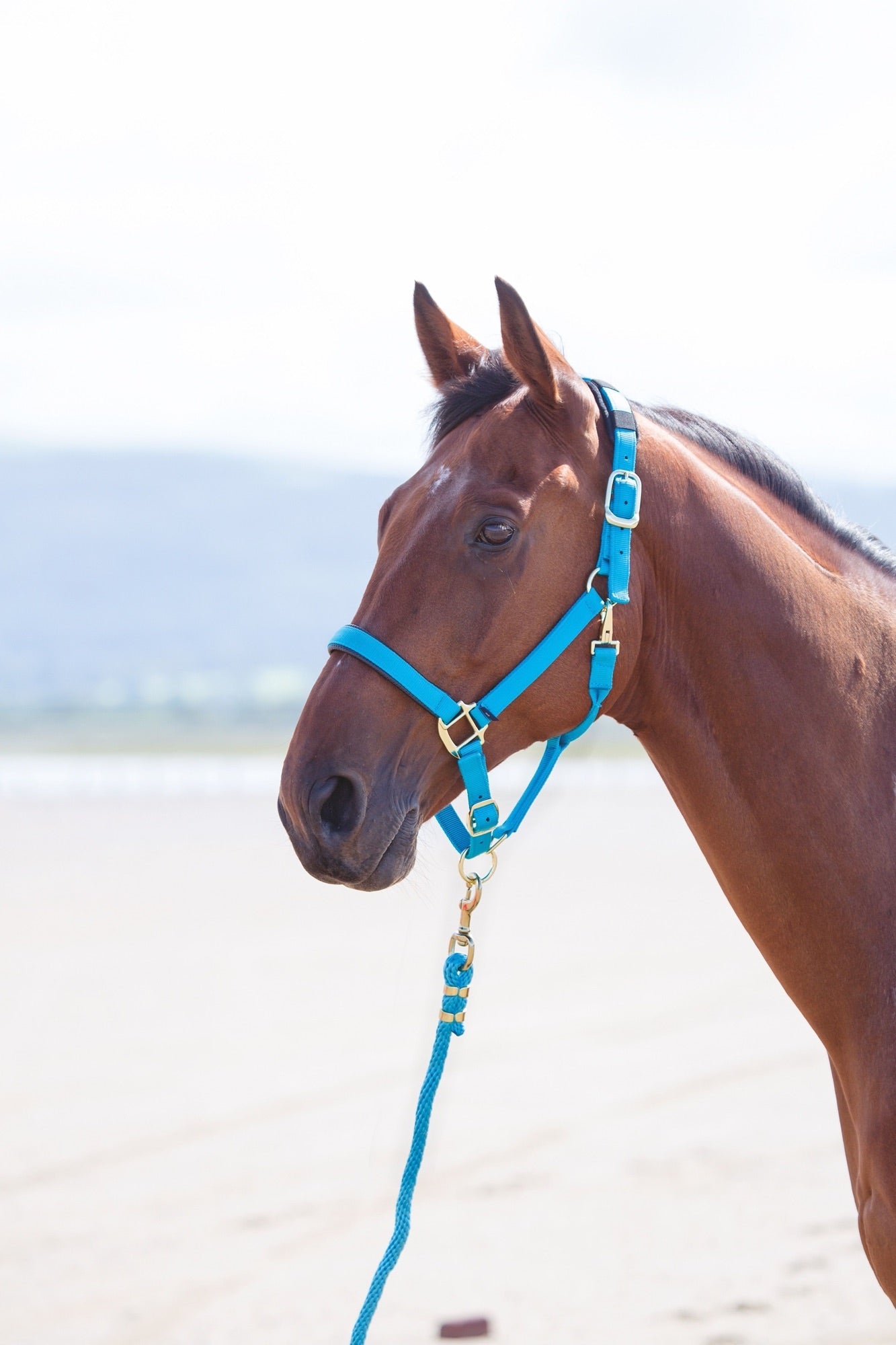 Topaz Nylon Headcollar - Nags Essentials