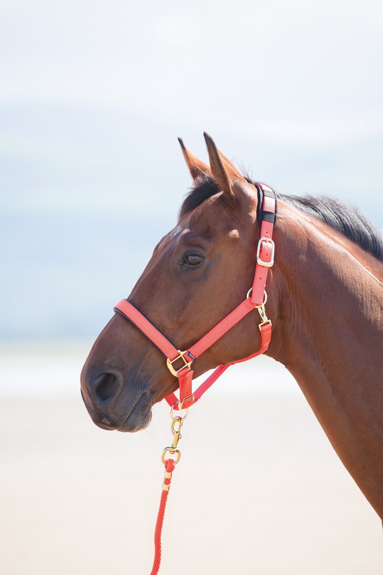 Topaz Nylon Headcollar - Nags Essentials