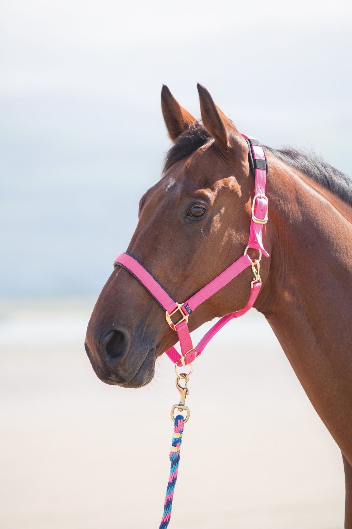 Topaz Nylon Headcollar - Nags Essentials
