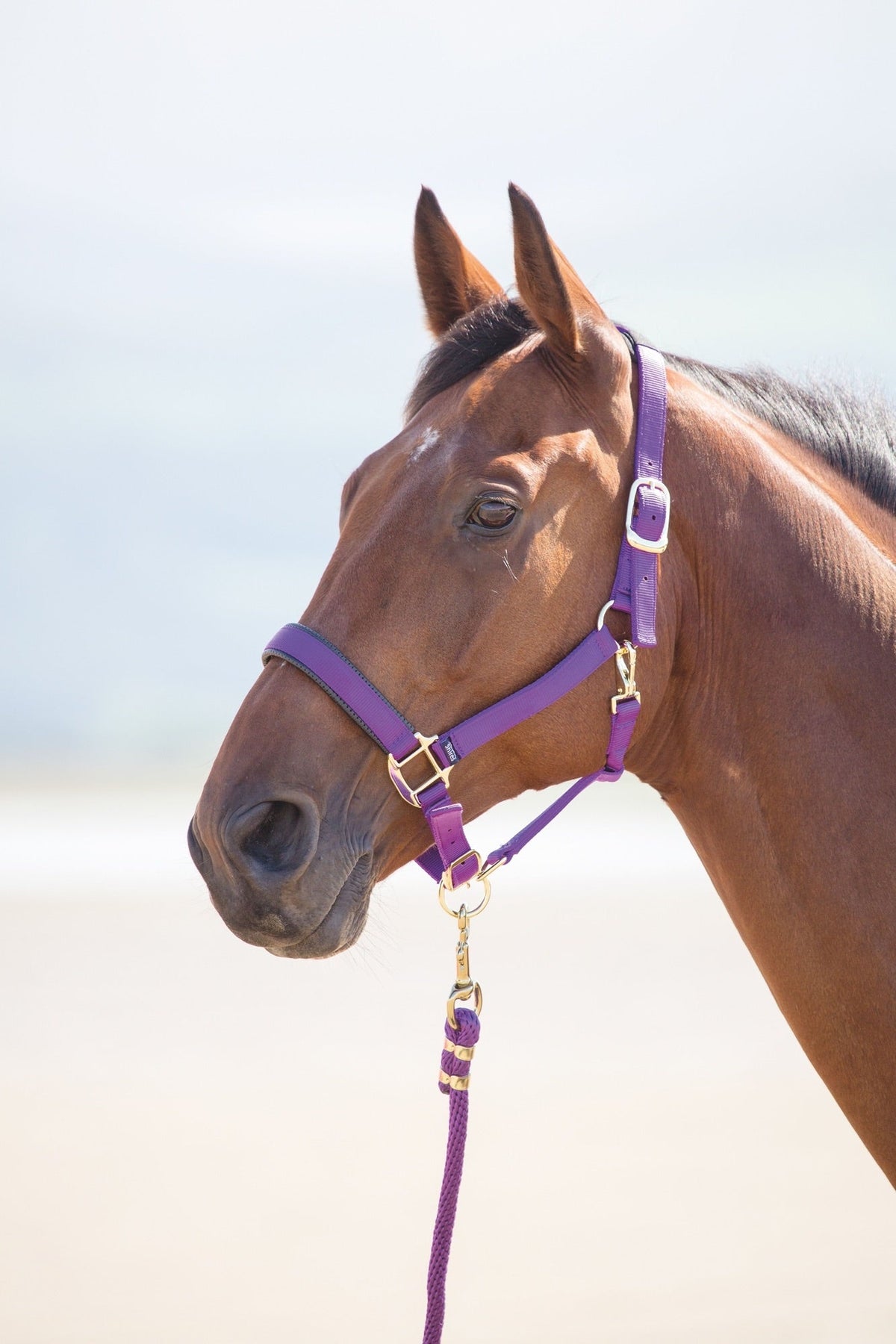 Topaz Nylon Headcollar - Nags Essentials