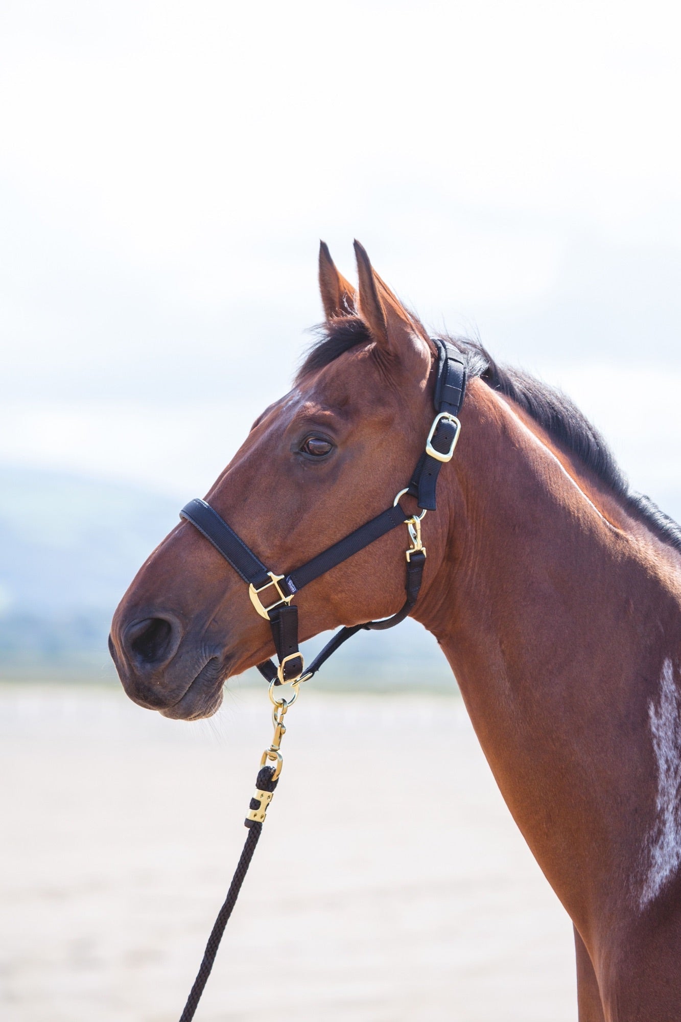 Topaz Nylon Headcollar - Nags Essentials
