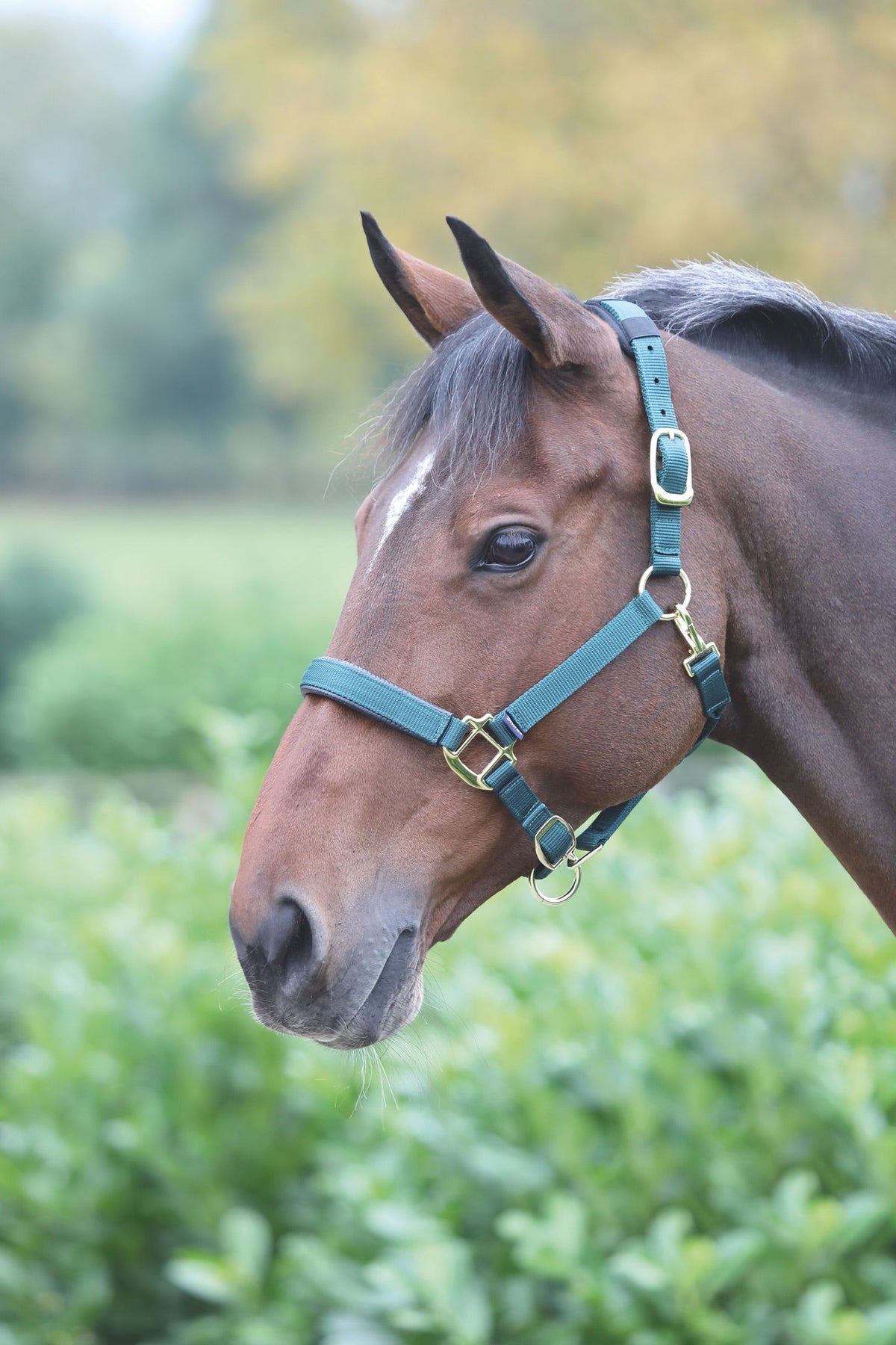 Topaz Nylon Headcollar - Nags Essentials