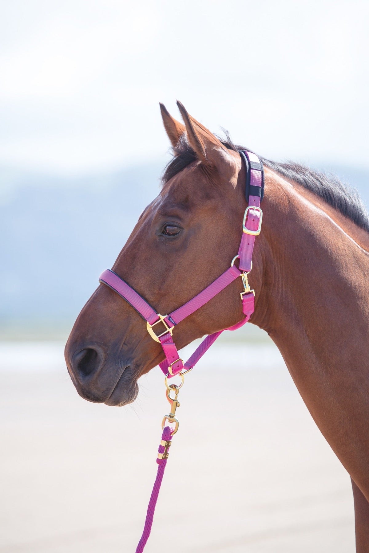 Topaz Nylon Headcollar - Nags Essentials