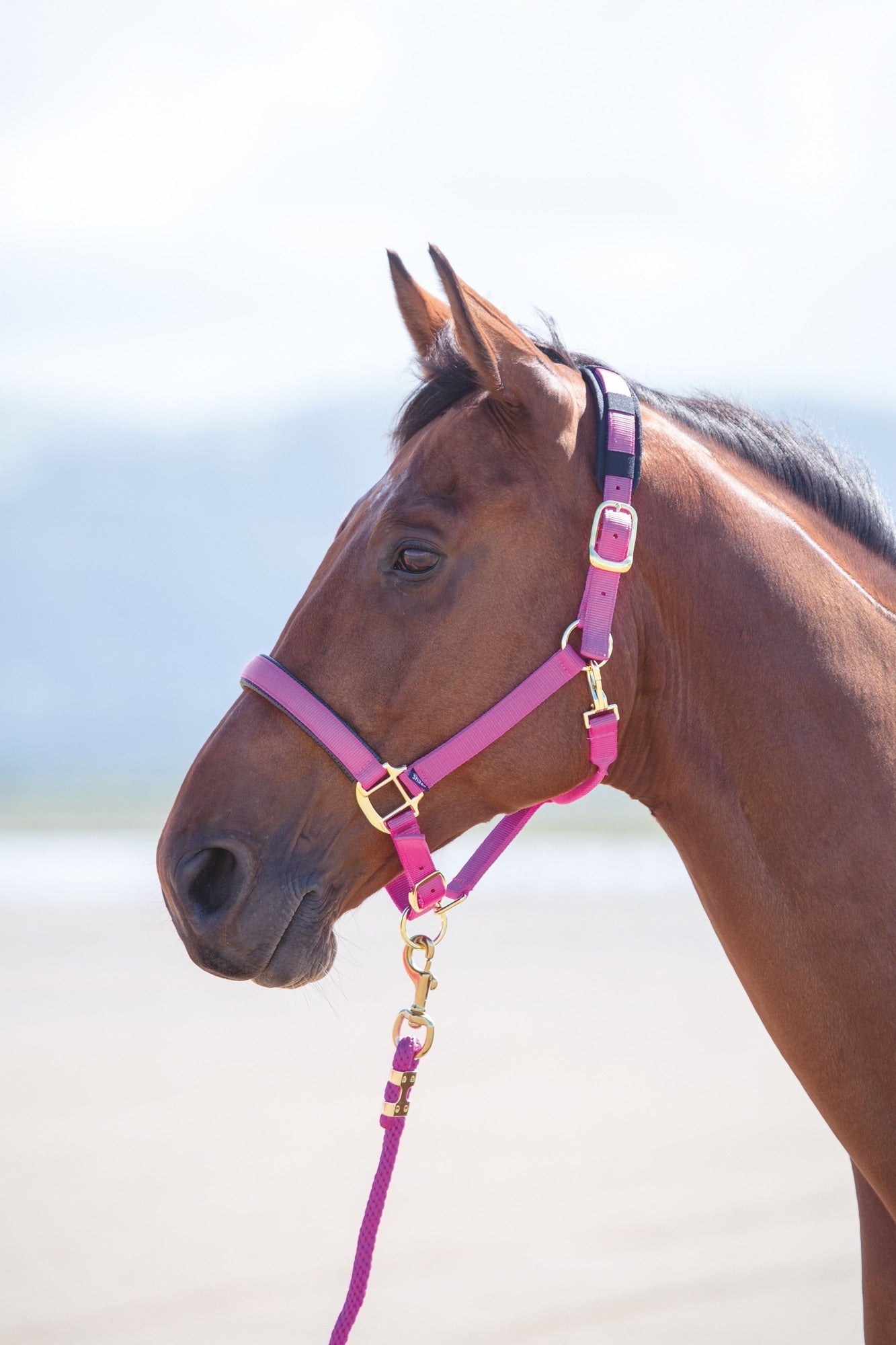 Topaz Nylon Headcollar - Nags Essentials