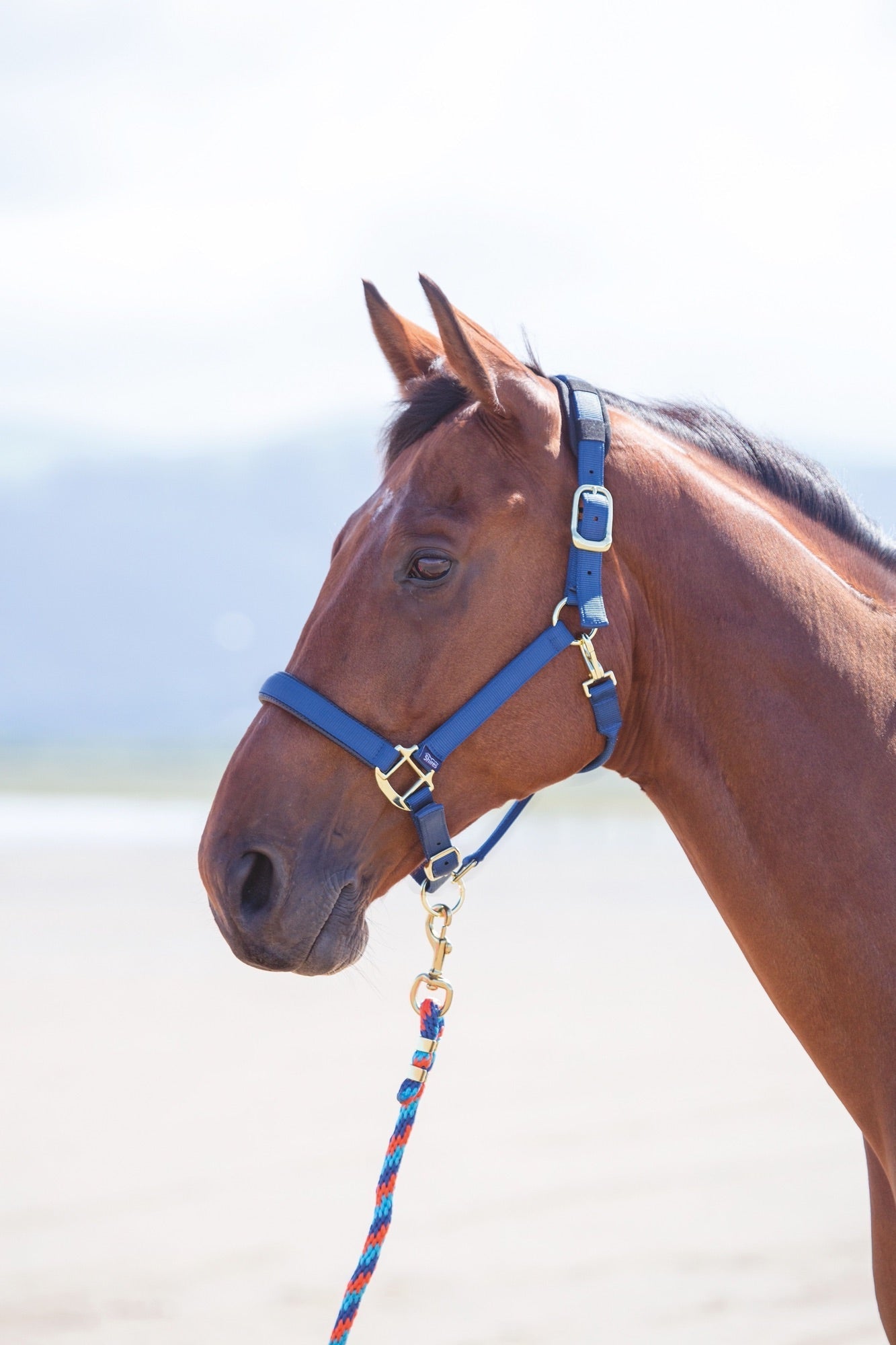 Topaz Nylon Headcollar - Nags Essentials