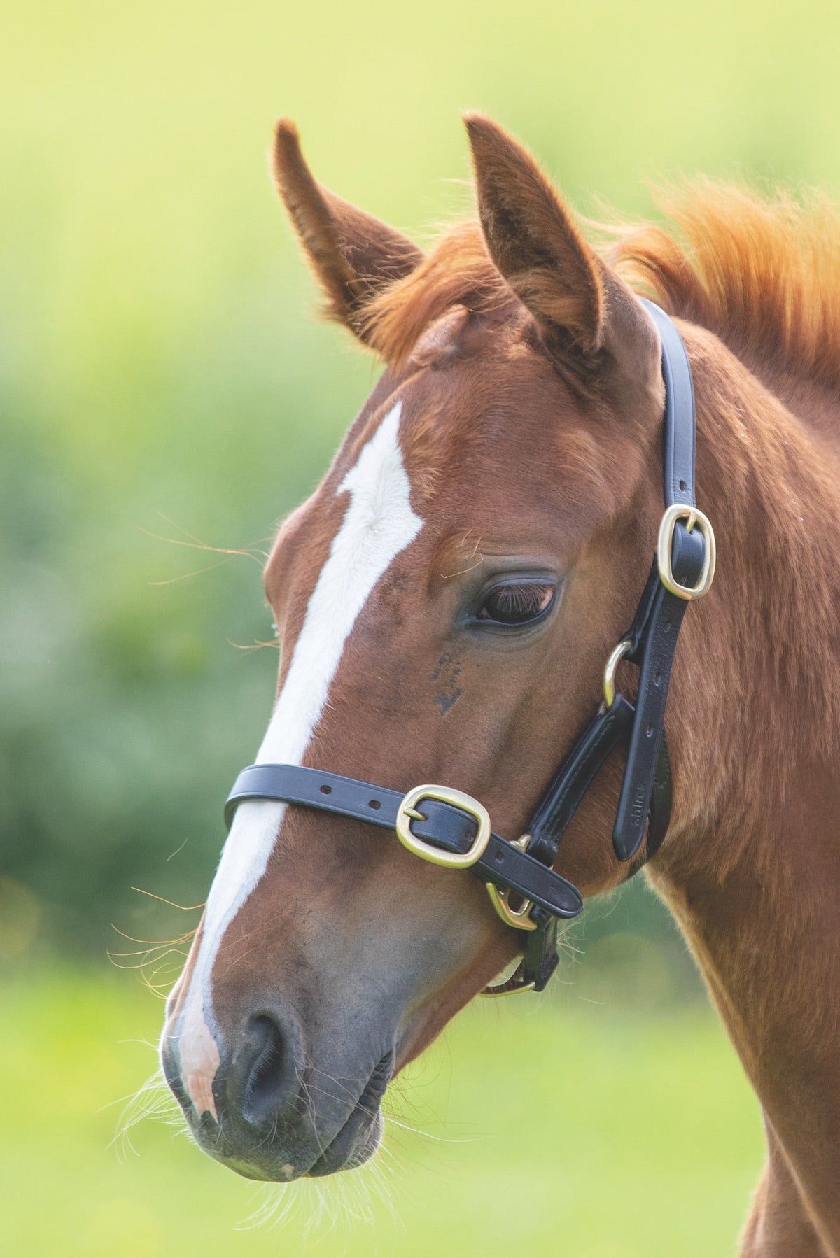 Velociti GARA Adjustable Leather Headcollar - Nags Essentials