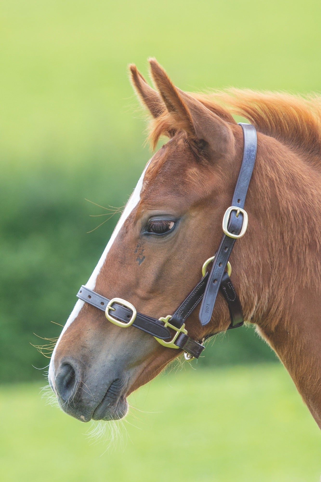 Velociti GARA Adjustable Leather Headcollar - Nags Essentials
