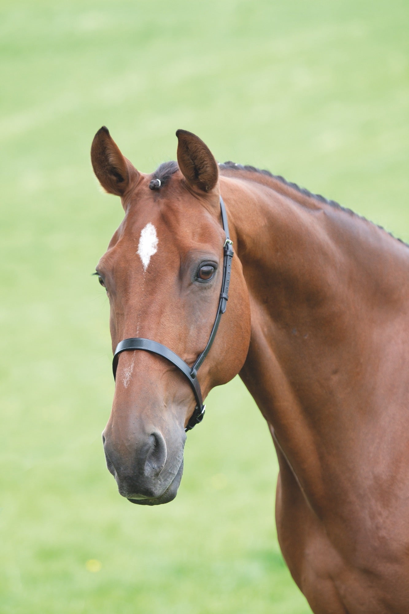 Velociti GARA Cavesson Noseband - Nags Essentials