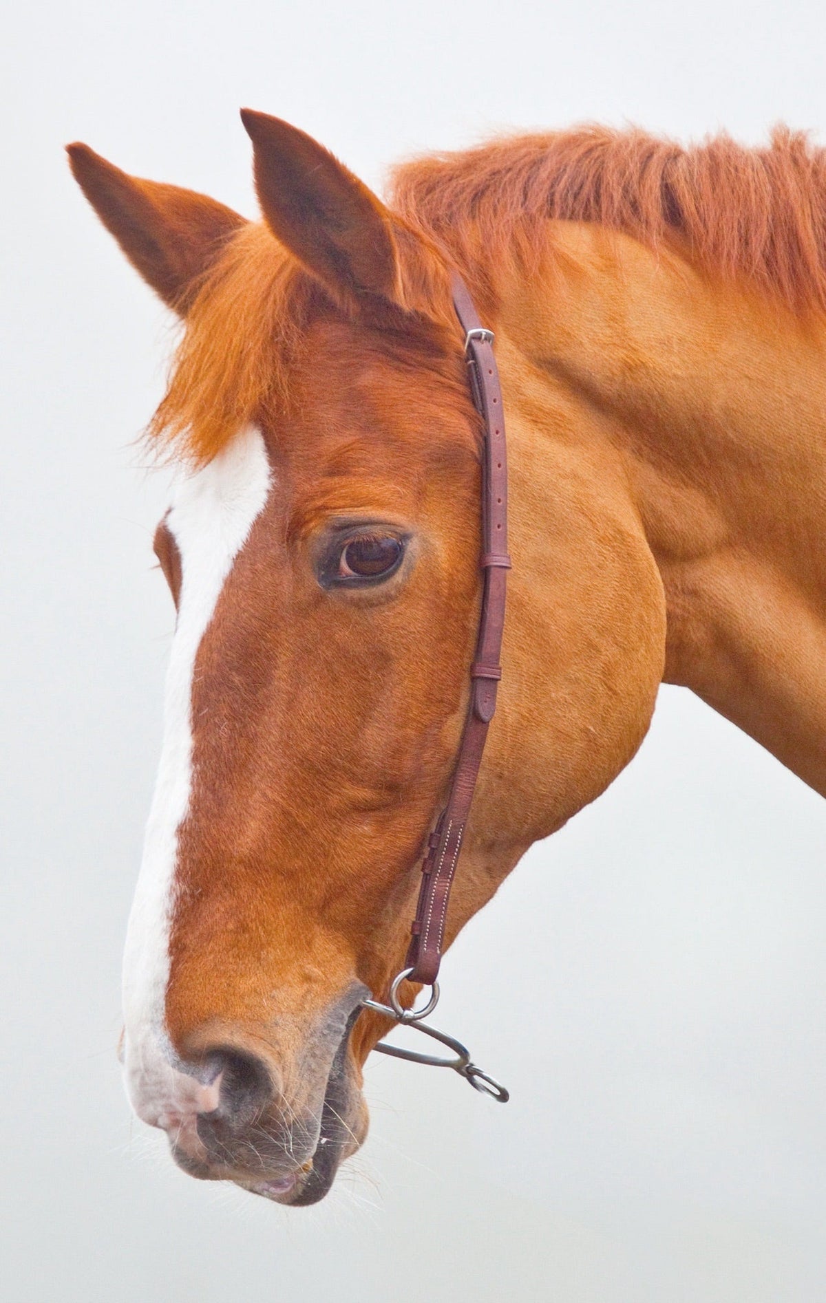 Velociti GARA Chifney Bit Strap - Nags Essentials