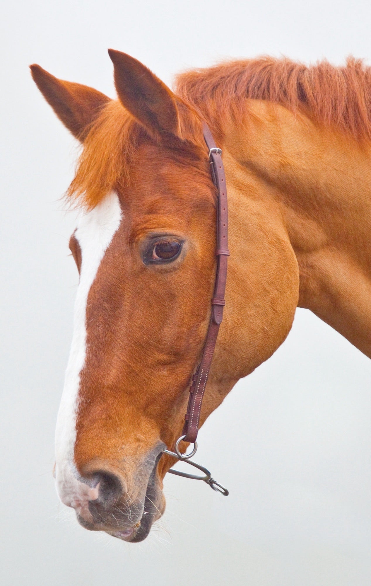 Velociti GARA Chifney Bit Strap - Nags Essentials