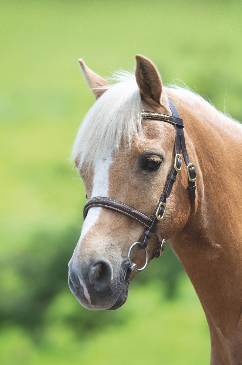Velociti GARA Clincher Inhand Bridle - Nags Essentials