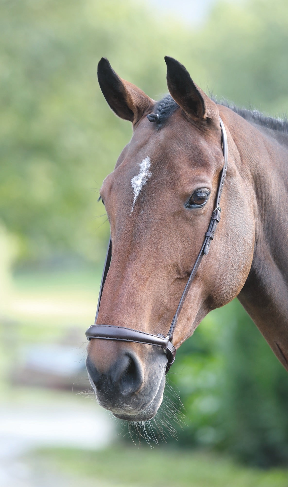 Velociti GARA Drop Noseband - Nags Essentials