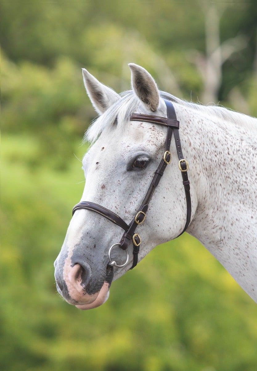 Velociti GARA Fancy Stitched Inhand Bridle - Nags Essentials
