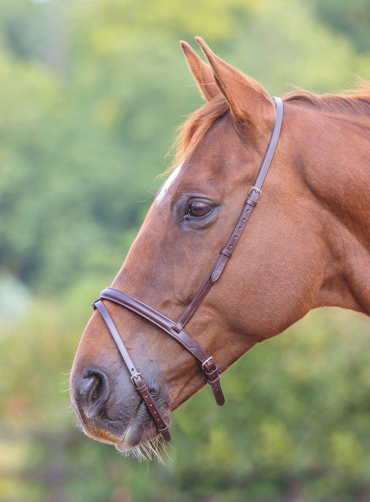 Velociti GARA Flash Noseband - Nags Essentials