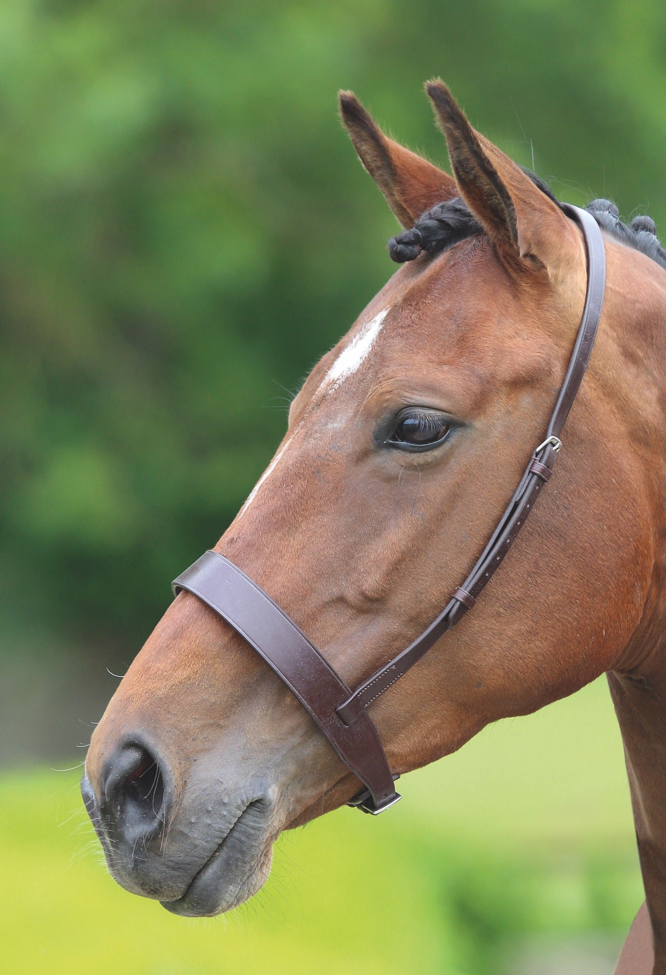 Velociti GARA Hunter Cavesson Noseband - Nags Essentials