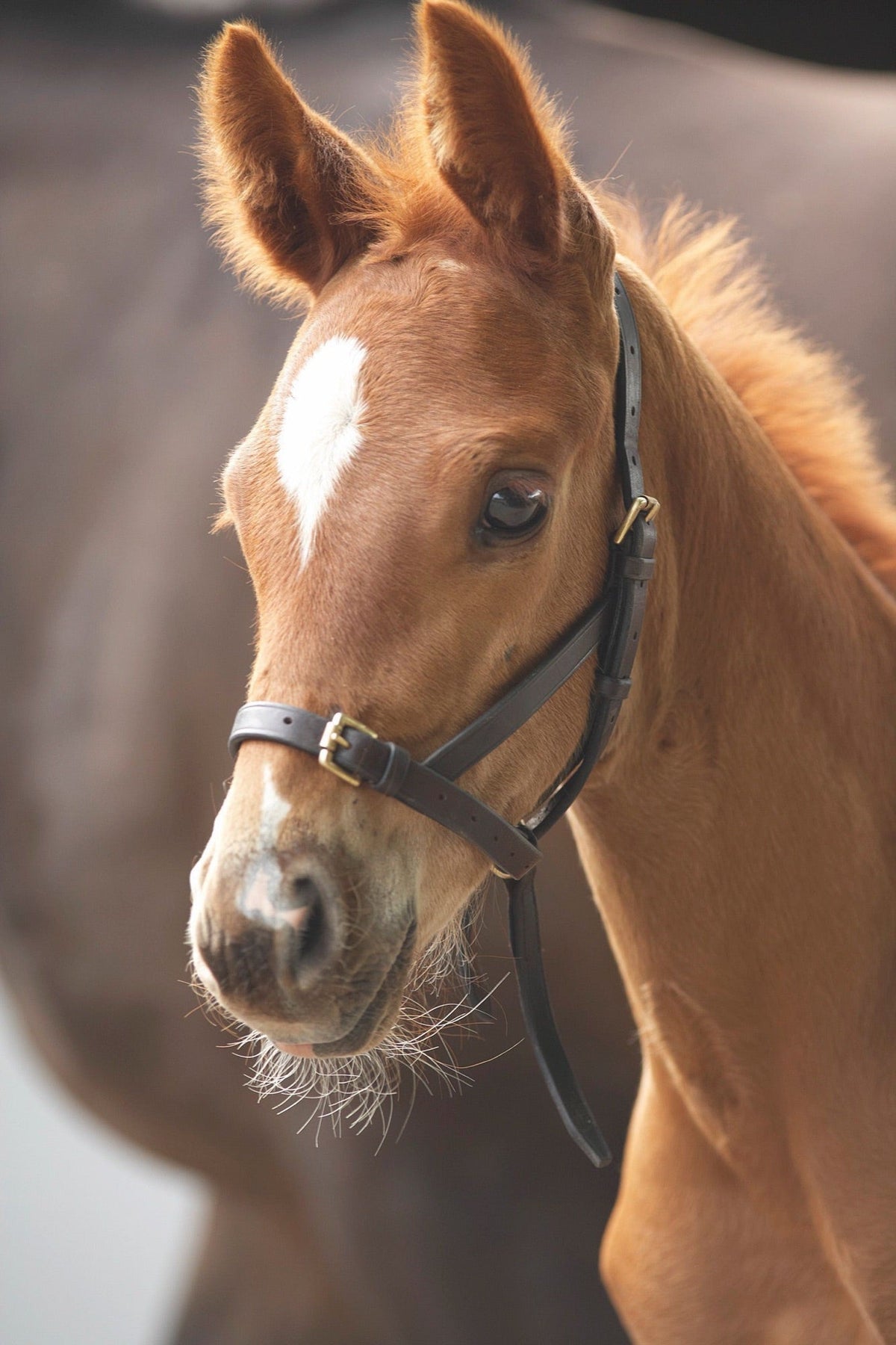 Velociti GARA Leather Foal Slip - Nags Essentials