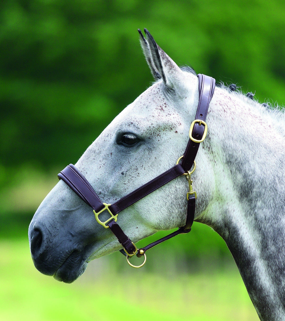 Velociti GARA Leather Travel Headcollar - Nags Essentials