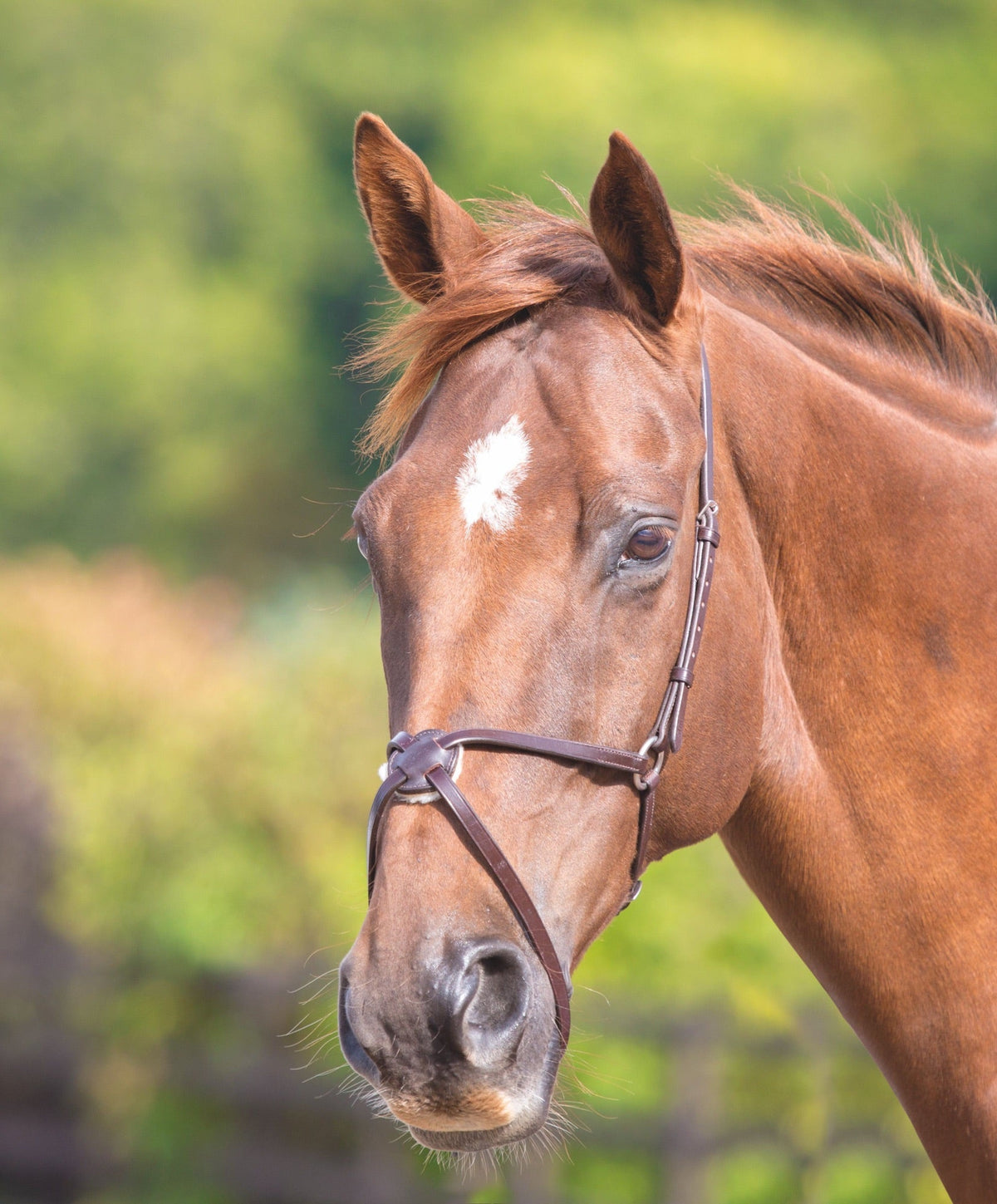 Velociti GARA Mexican Noseband - Nags Essentials