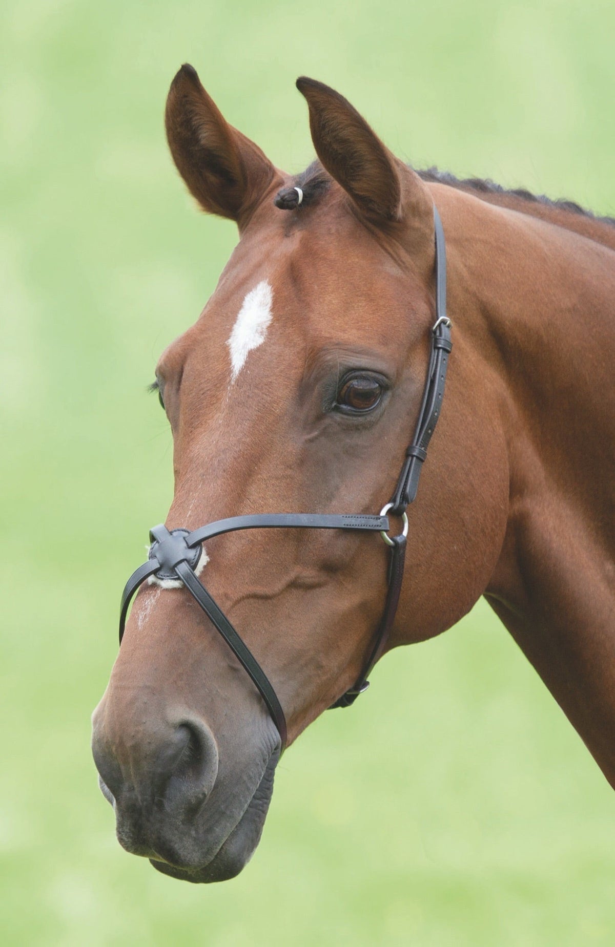 Velociti GARA Mexican Noseband - Nags Essentials