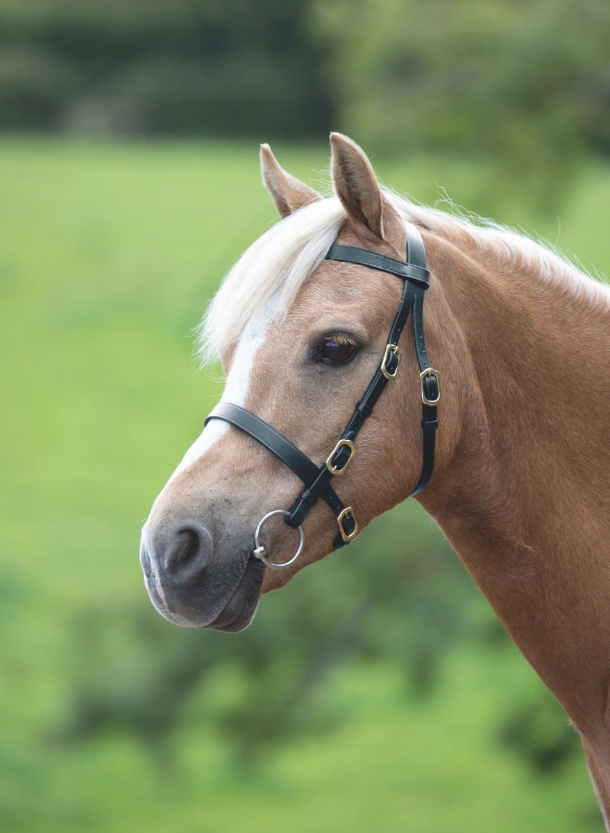 Velociti GARA Plain Inhand Bridle - Nags Essentials