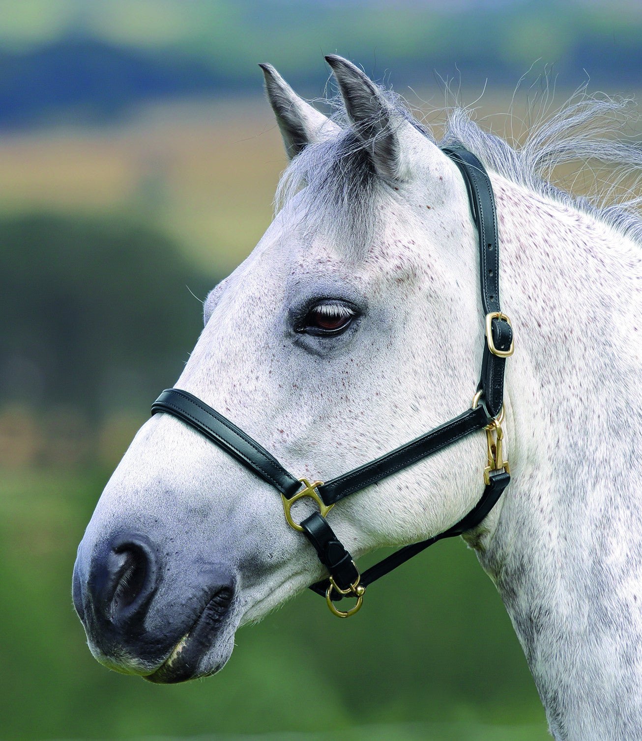 Velociti GARA Ragley Lined Leather Headcollar - Nags Essentials