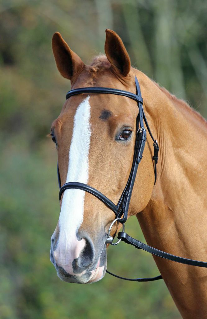 Velociti GARA Raised Cavesson Bridle - Nags Essentials