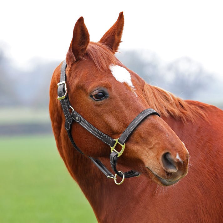 Velociti LUSSO Girona Leather Headcollar - Nags Essentials