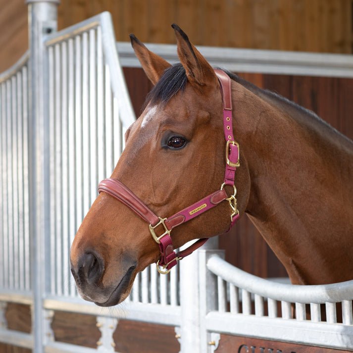 Velociti LUSSO Padded Leather Headcollar - Nags Essentials