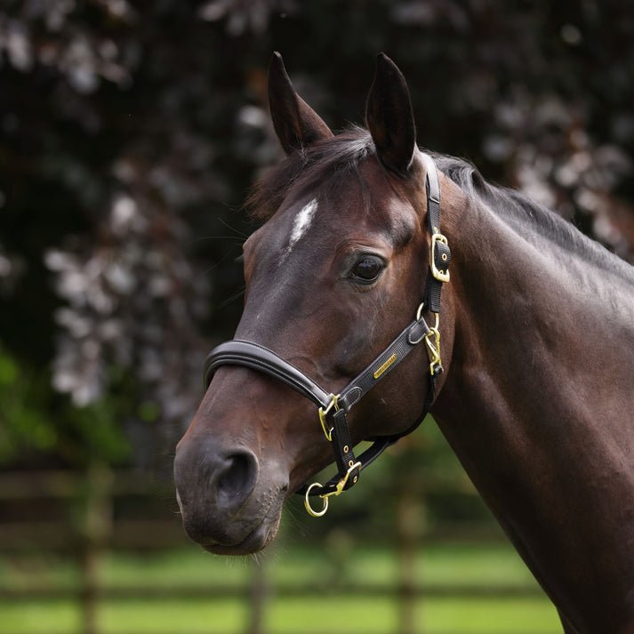Velociti LUSSO Padded Leather Headcollar - Nags Essentials