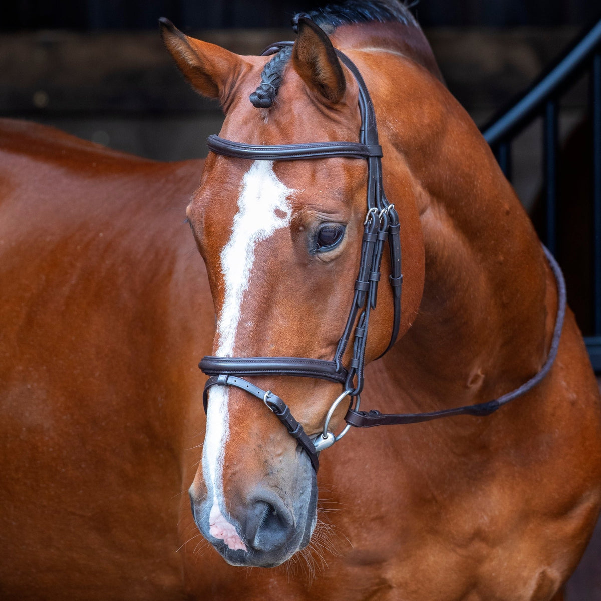 Velociti RAPIDA Padded Raised Flash Bridle - Nags Essentials