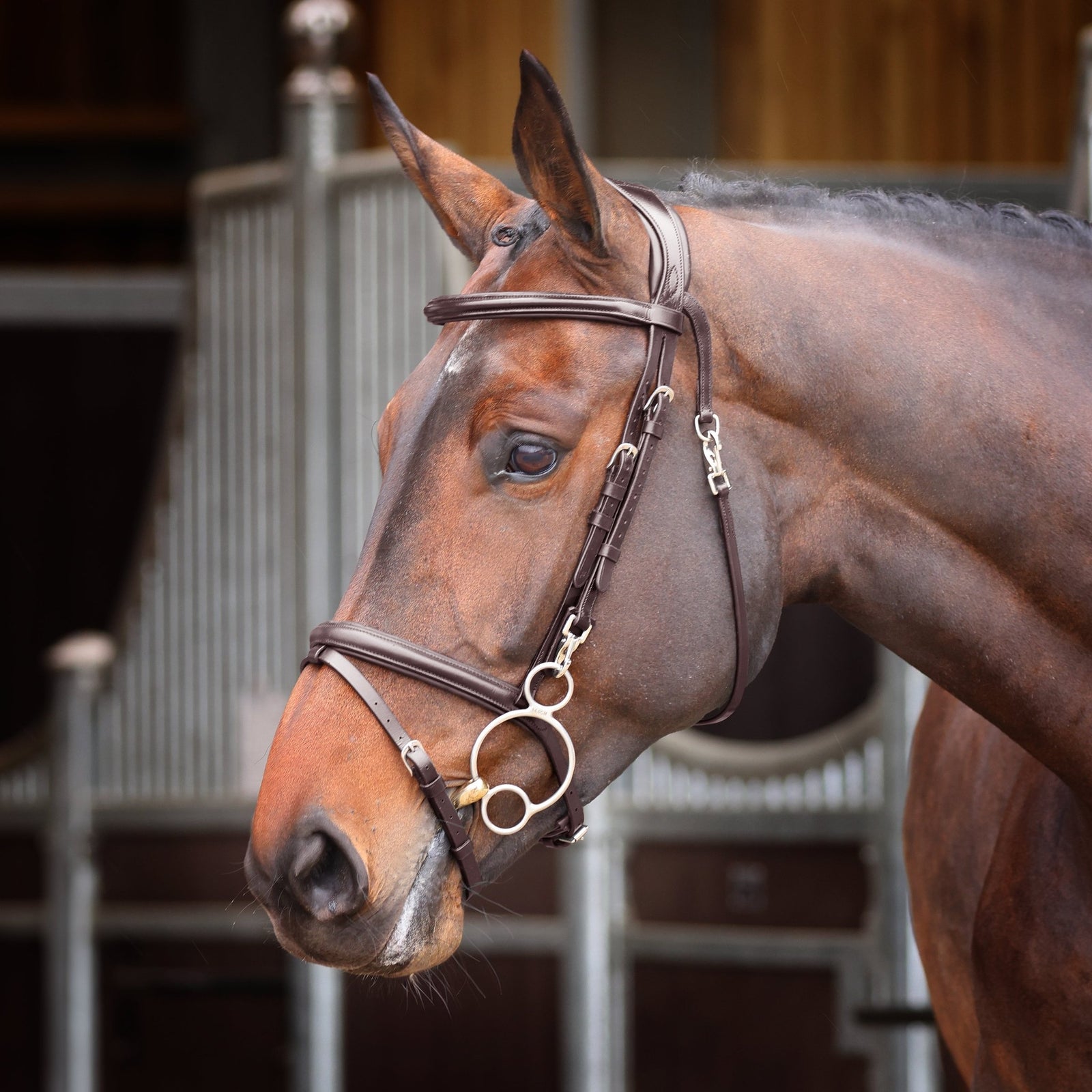Velociti Rapida Training Bridle - Nags Essentials