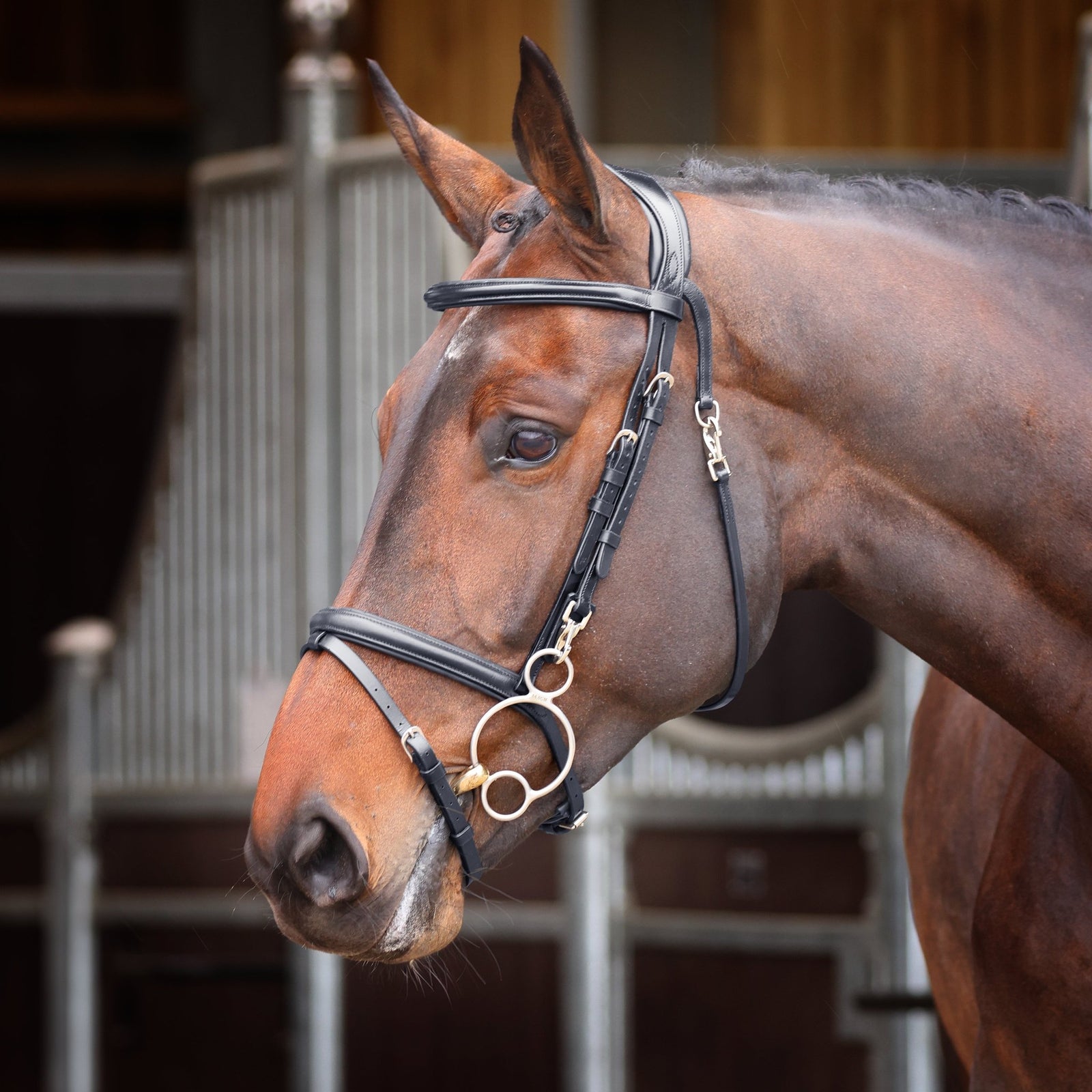 Velociti Rapida Training Bridle - Nags Essentials