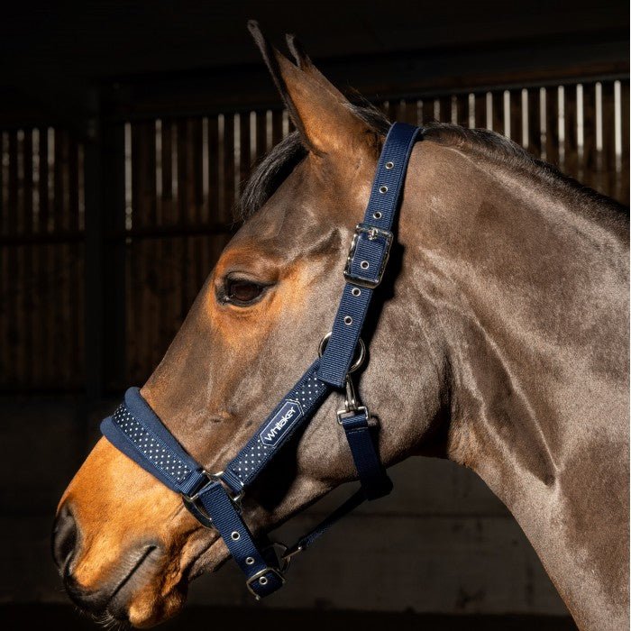 Whitaker San Francisco Headcollar - Nags Essentials
