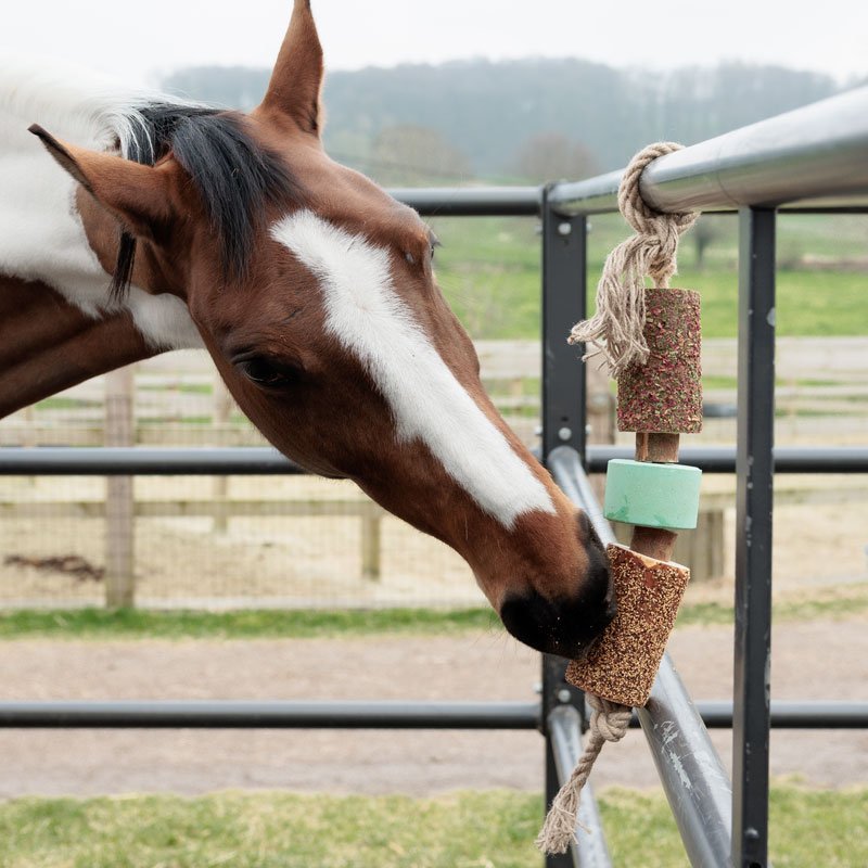 Wooden Relax Horse Toy with Salt Lick – Airways - Nags Essentials