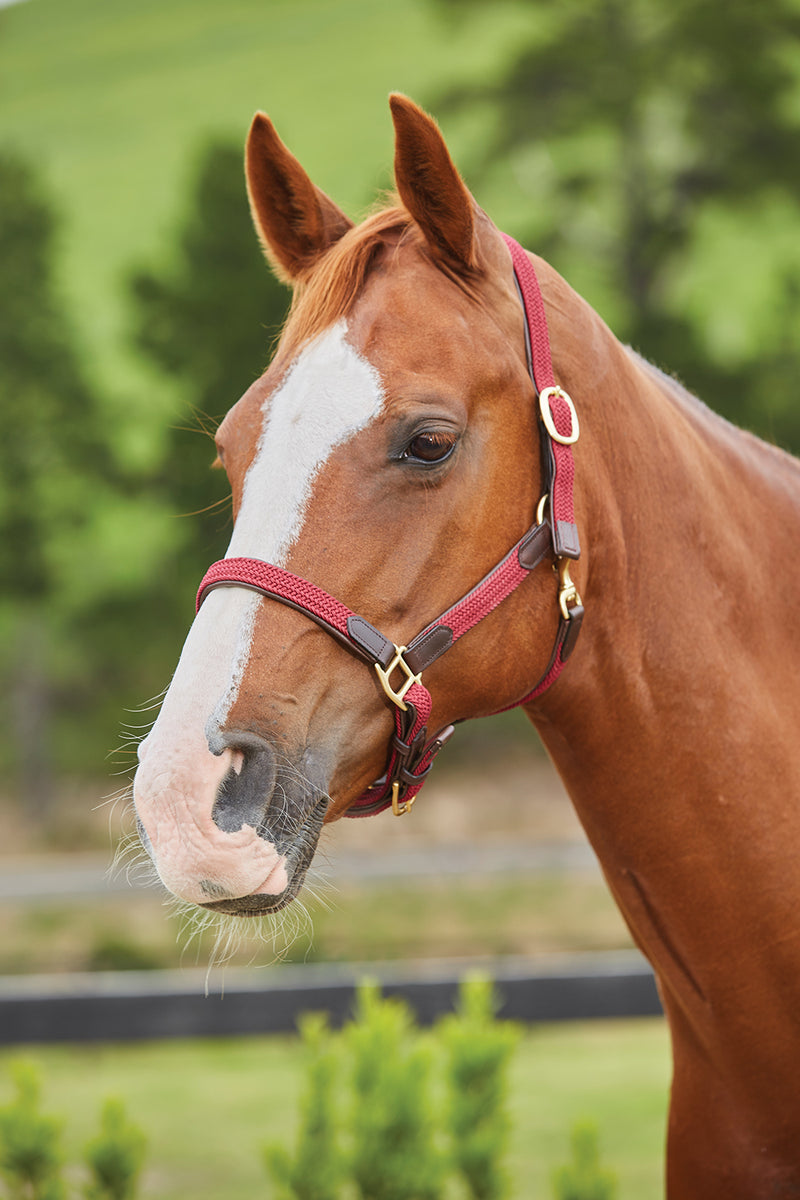 Kincade Braided Leather Headcollar