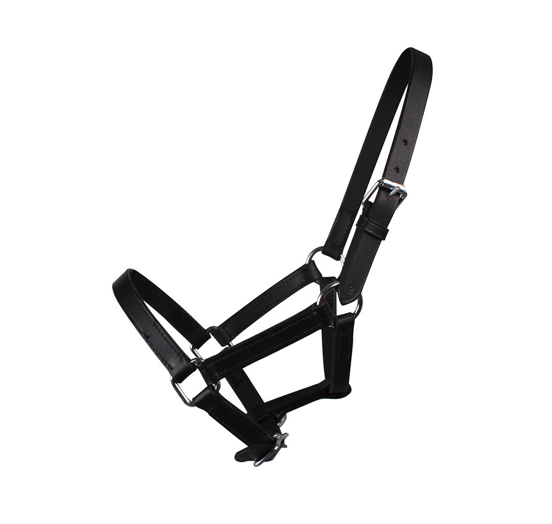 Foal Head Collar Chico