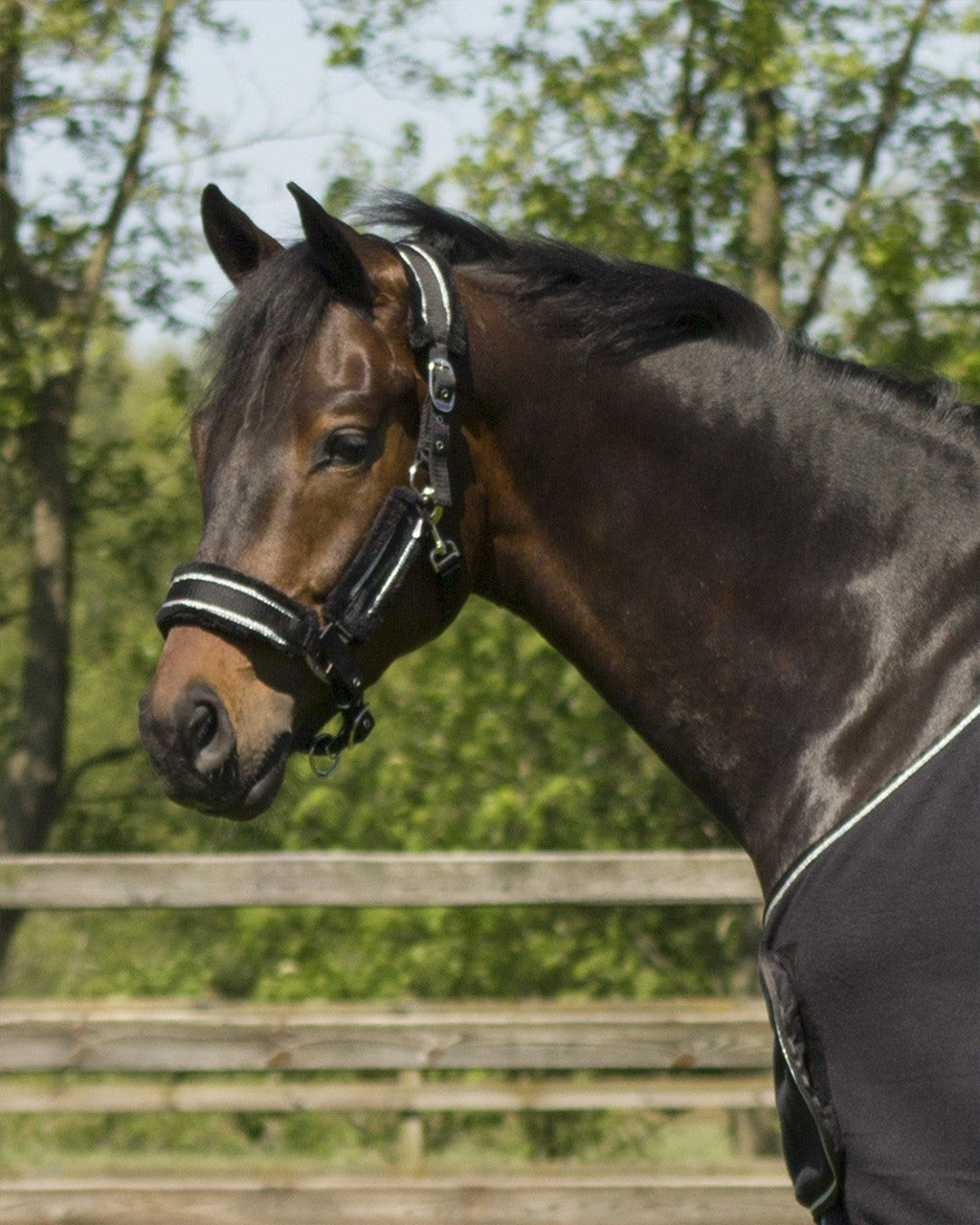 Dolci Headcollar - Nags Essentials