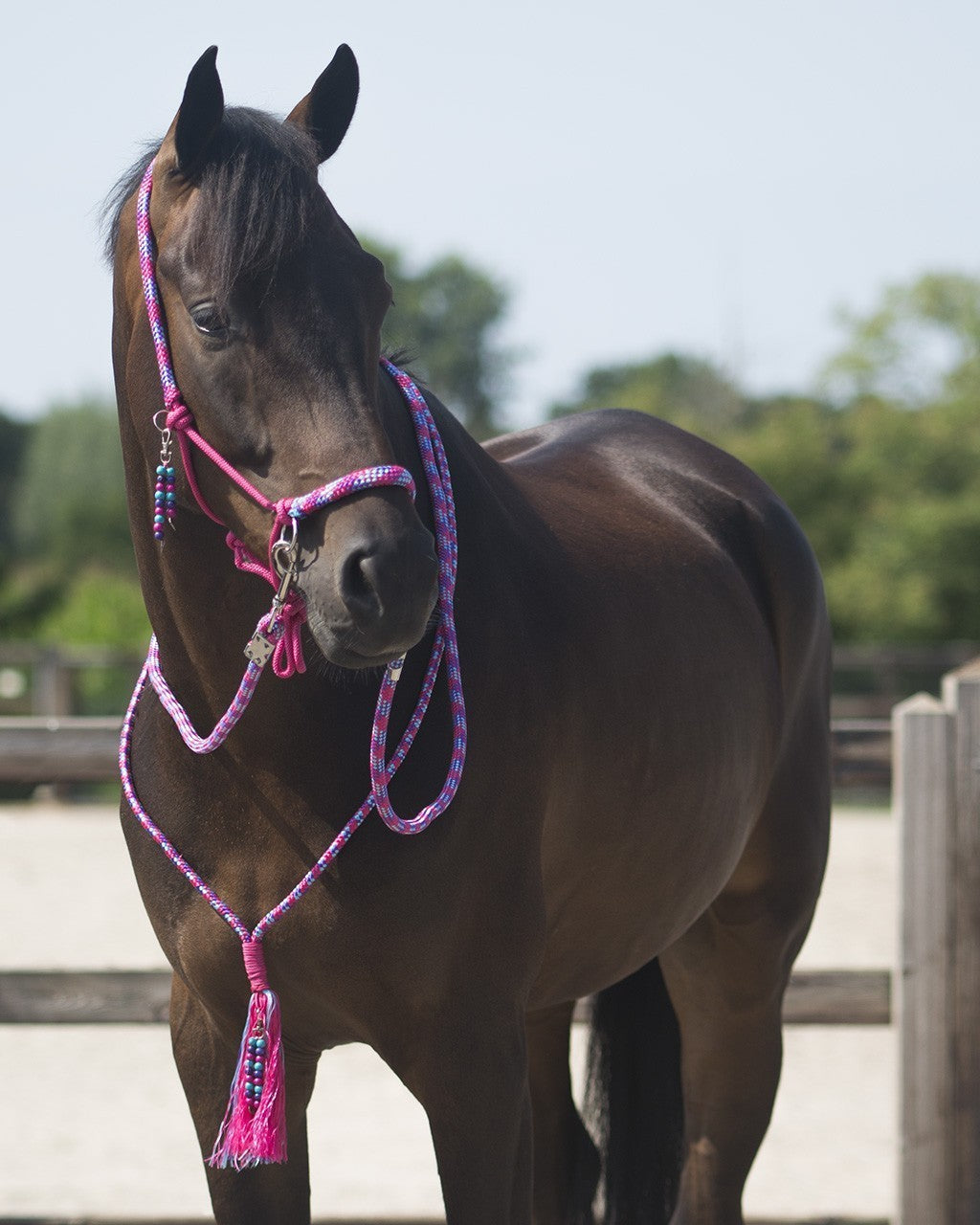 Liberty Rope Halter - Nags Essentials