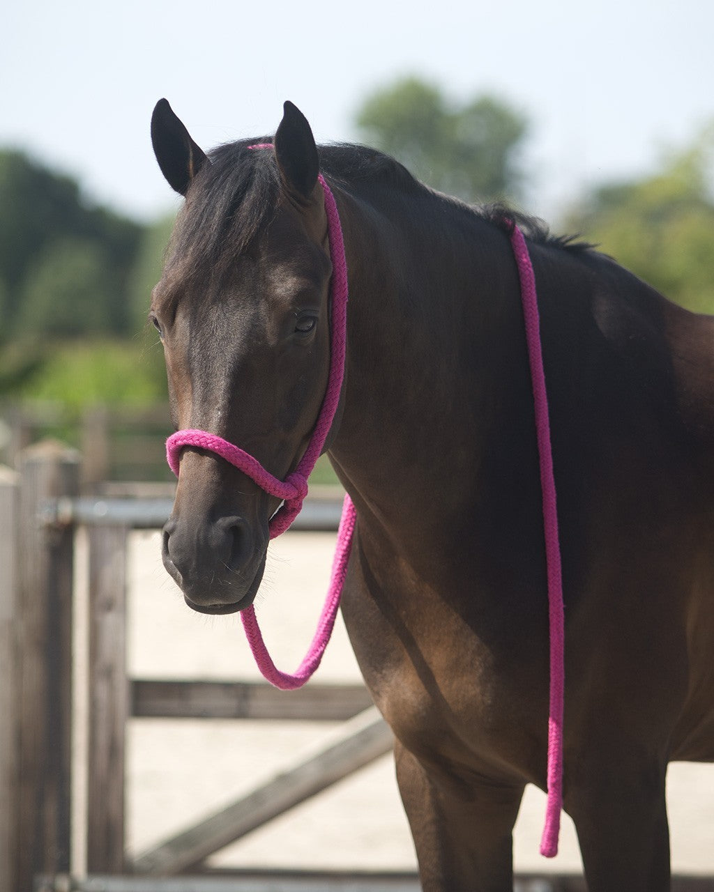 Lead halter - Nags Essentials