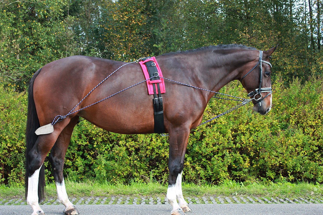 Lunging Training System - Nags Essentials