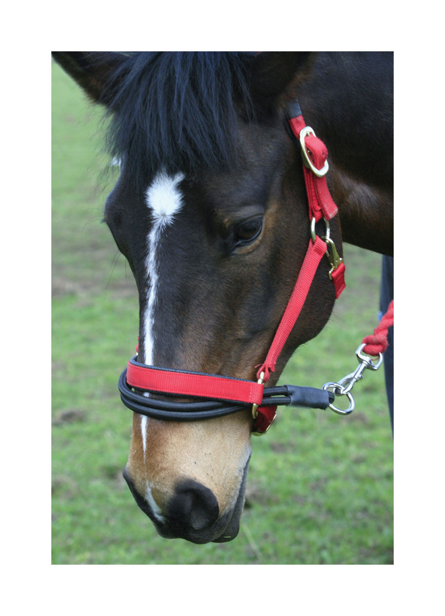 Ezyloader Head Collar Adapter - Nags Essentials